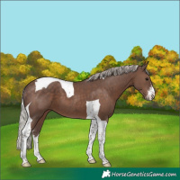 Horse Color:Silver Black Sabino Tobiano