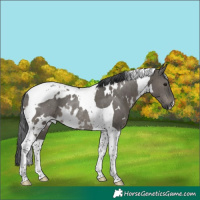 Horse Color:White Spotted Grullo Tobiano Rabicano Brindle 