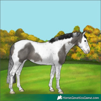 Horse Color:Grullo Sabino Splash Tobiano Rabicano Brindle