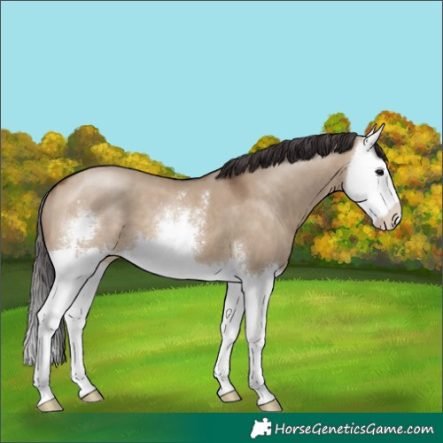 Horse Color:Brown Dun Sabino Splash 