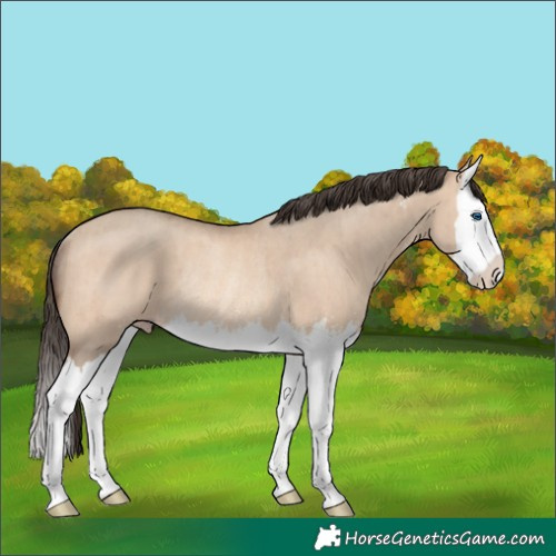 Horse Color:Amber Champagne Dun Sabino Splash Rabicano Brindle 