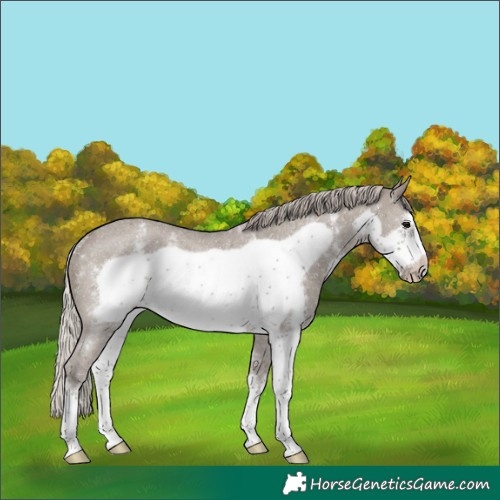 Horse Color:Silver Grullo Sabino Frame Rabicano 