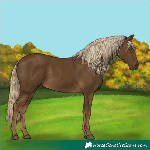 Horse Color:Chocolate Palomino 