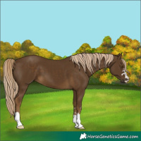 Horse Color:Chocolate Palomino 