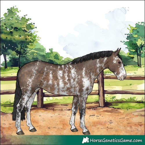 Horse Color:Brown Dun Sabino Rabicano 