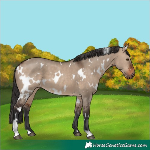 Horse Color:White Spotted Brown Dun