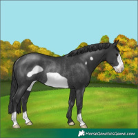 Horse Color:Black Frame Rabicano 