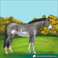 Horse Color:Grullo Sabino Frame Rabicano