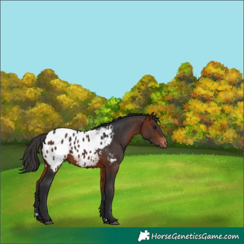 Horse Color:Bay Blanket 
