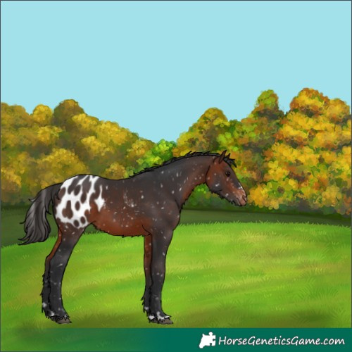 Horse Color:Bay Blanket 