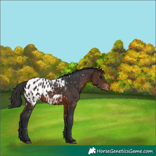 Horse Color:Brown Appaloosa 