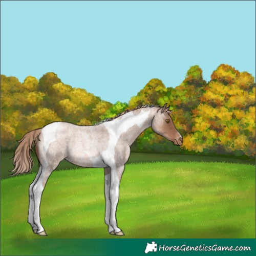 Horse Color:Liver Red Roan Pearl Tobiano Varnish Rabicano 