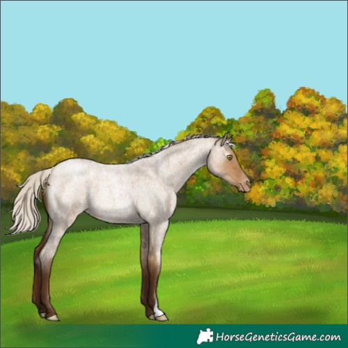 Horse Color:Gray Silver Bay Roan Pearl Dun Varnish 