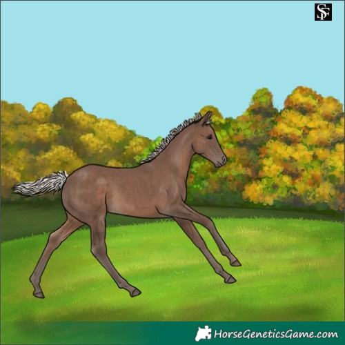Horse Color:Silver Black 