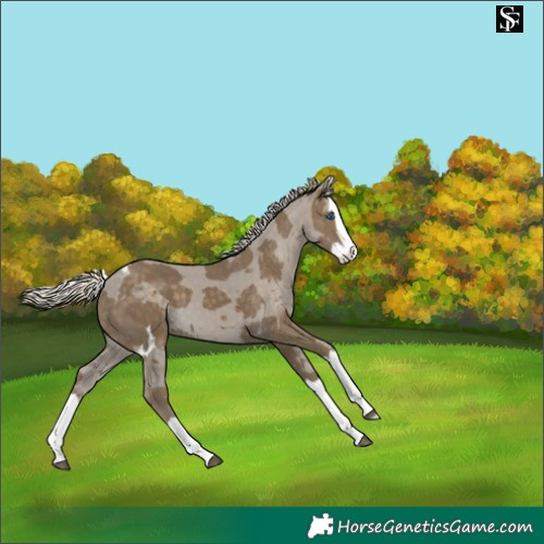 Horse Color:Silver Smoky Black Merle Splash 