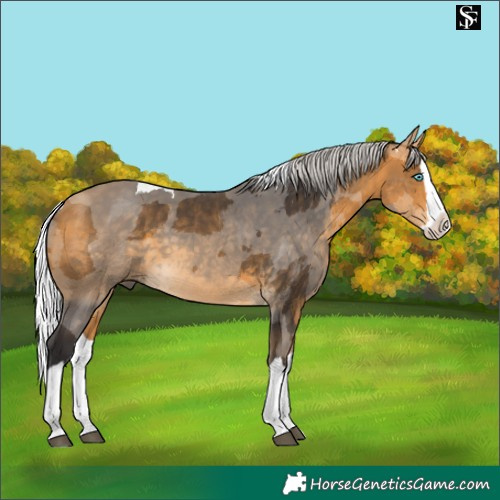 Horse Color:Silver Buckskin Merle Splash 