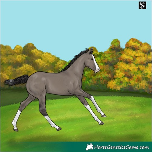 Horse Color:Smoky Grullo Splash 