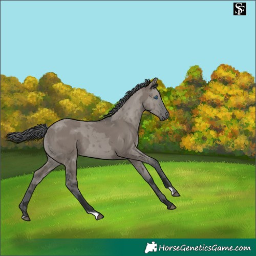 Horse Color:Grullo Merle 