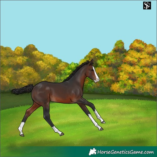 Horse Color:Brown Splash 