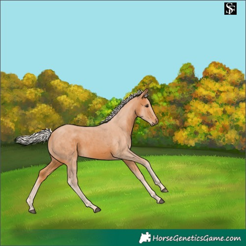 Horse Color:Silver Buckskin 