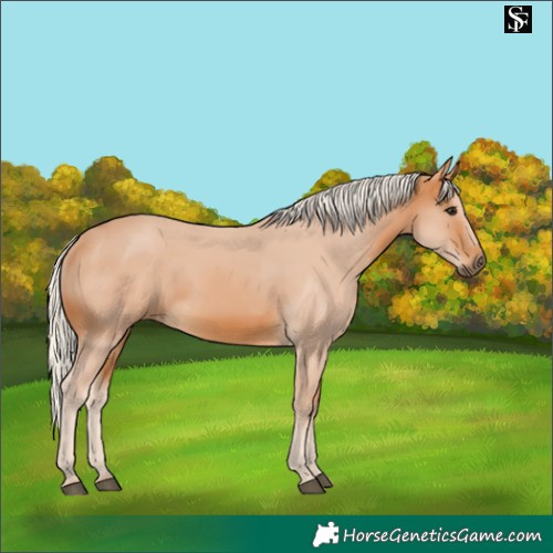 Horse Color:Silver Buckskin 