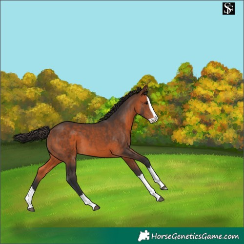 Horse Color:Bay Splash 