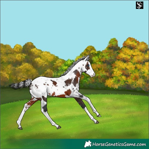 Horse Color:Brown Harlequin Merle Splash 