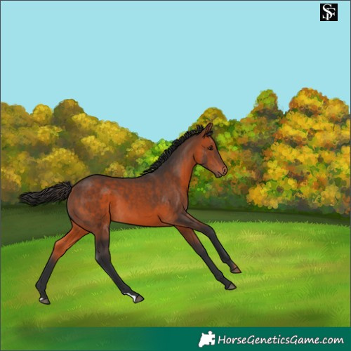 Horse Color:Bay 