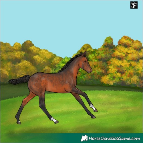 Horse Color:Brown 