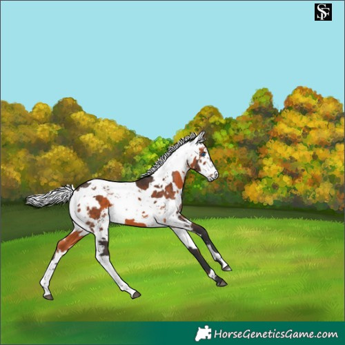Horse Color:Brown Harlequin Merle 
