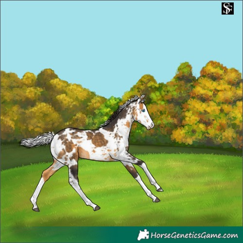 Horse Color:Buckskin Harlequin Merle Splash 