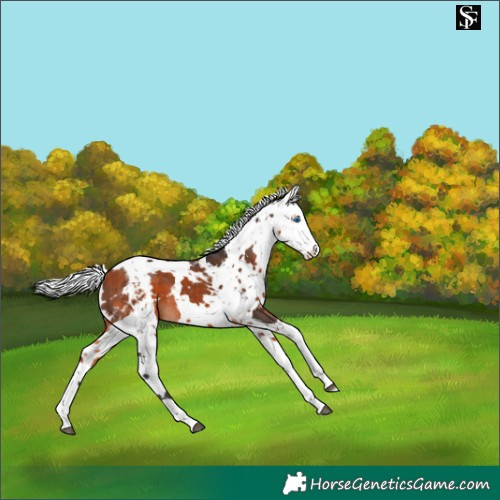 Horse Color:Bay Harlequin Merle Splash 