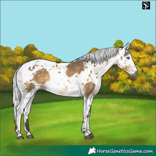 Horse Color:Buckskin Dun Harlequin Merle 