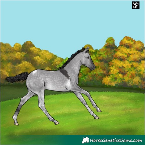 Horse Color:Platinum Buckskin Dun Tobiano 