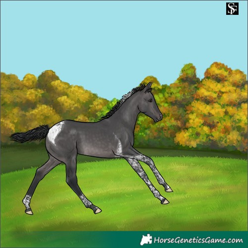 Horse Color:Platinum Brown Dun Tobiano 