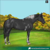 Horse Color:Black Tobiano 