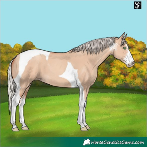 Horse Color:Silver Classic Champagne Dun Sabino Tobiano 