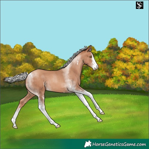 Horse Color:Silver Classic Champagne Sabino Tobiano 
