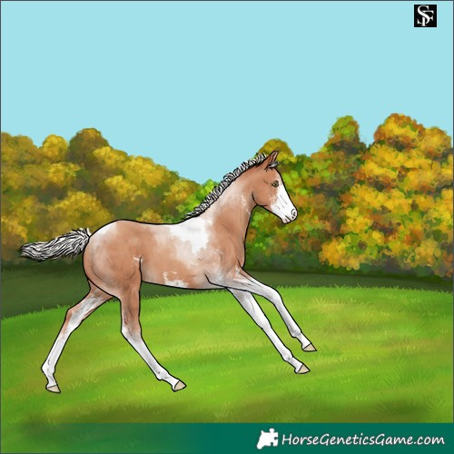 Horse Color:Silver Classic Champagne Sabino Tobiano 