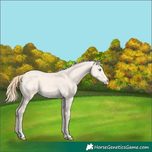 Horse Color:Perlino Dun 