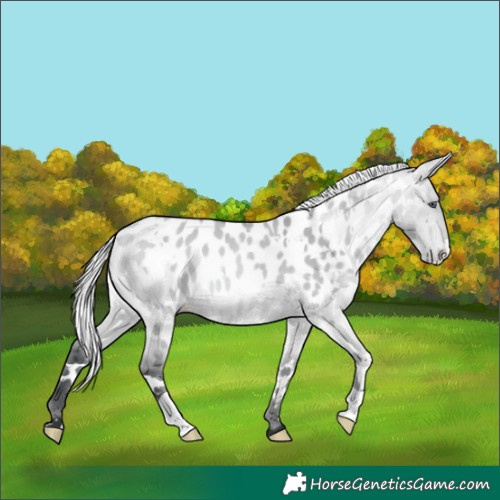 Horse Color:White Spotted Silver Bay Chinchilla Dun Appaloosa