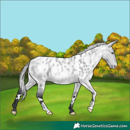 Horse Color:White Spotted Silver Bay Chinchilla Dun Appaloosa 