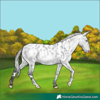 Horse Color:White Spotted Silver Bay Chinchilla Dun Appaloosa