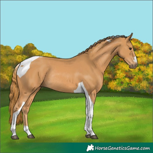 Horse Color:Unknown 
