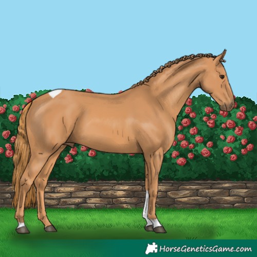 Horse Color:Chestnut Tobiano Rabicano 