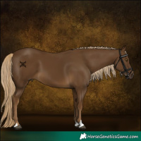 Horse Color:Chocolate Palomino 