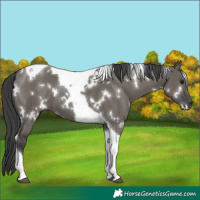 Horse Color:White Spotted Grullo Tobiano