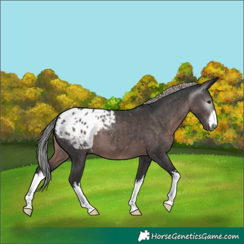Horse Color:Gray Platinum White Spotted Liver Chestnut Appaloosa
