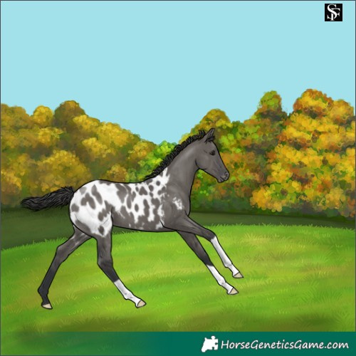 Horse Color:Grullo Appaloosa 