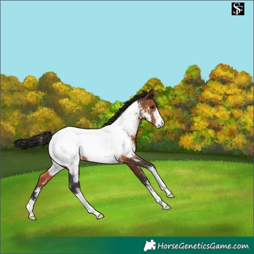 Horse Color:Brown Sabino Appaloosa 
